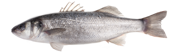 sea bass - Dicentrarchus Labrax