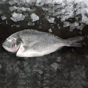 IQF Frozen Sea bream WR